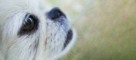 portrait of dog in fieldの写真素材