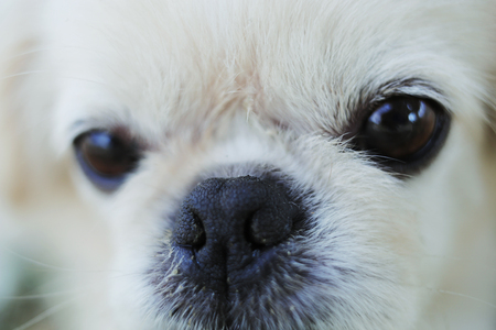 portrait of dog in fieldの写真素材