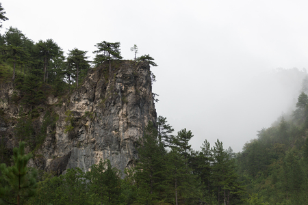 deep forest on mountainの写真素材