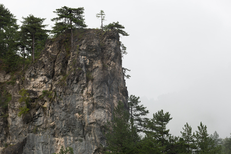 deep forest on mountainの写真素材