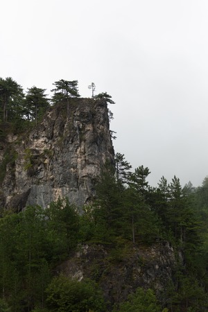 deep forest on mountainの写真素材
