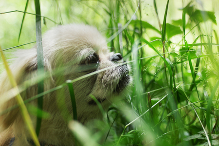 Funny pekingese dog smilingの写真素材