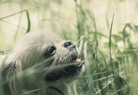 Funny pekingese dog smilingの写真素材