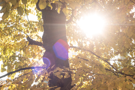 Autumn scenery with the sun warmly shining through the gold leaves of a beech treeの写真素材