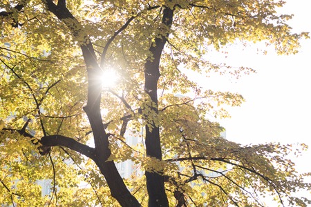 The warm autumn sun shining through golden treetops, with beautiful bright  skyの写真素材
