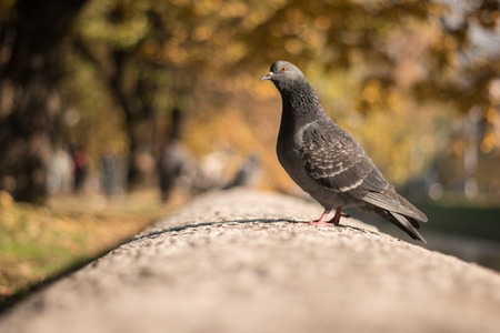 Proud Pigeon on the Wall illuminated by a tepid winter sunの写真素材