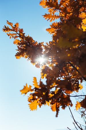Autumn leaves frame, photo of sunlight through fresh grape leaves, natural background, orange autumnal foliage border, winery industry, copy space, trees in the fall and bright yellow sun beamの写真素材