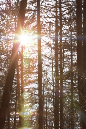autumn forest trees. nature green wood sunlight backgrounds.の写真素材
