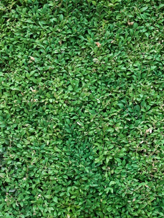 Green grass clover seamless textureの写真素材