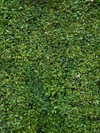 Green grass clover seamless textureの写真素材