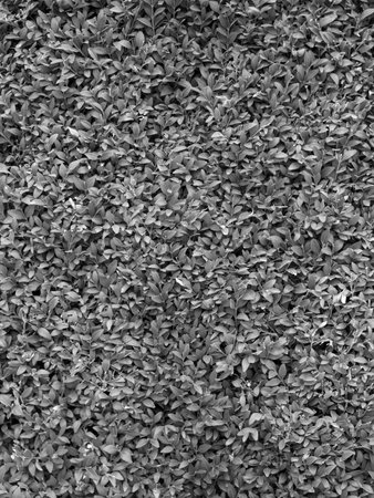 green leaves background.Clover leaf , black and white