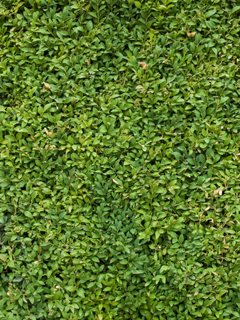 Green grass clover seamless textureの写真素材