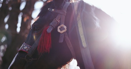 Horse closeup on sunny dayの写真素材