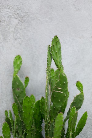 succulents and cactus on concrete backgroundの写真素材
