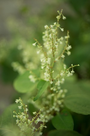 Beautiful  flowers.の写真素材