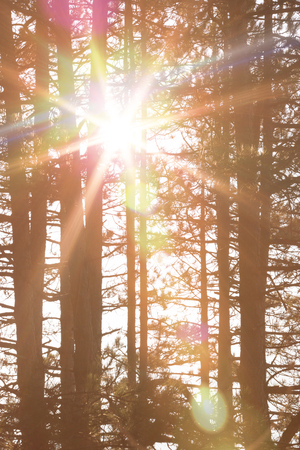 autumn forest trees. nature green wood sunlight backgrounds.の写真素材