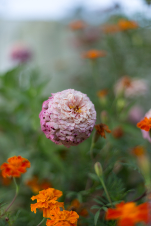 Beautiful  flowers.の写真素材