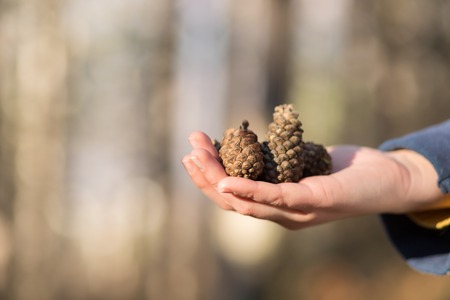 pinecones in the hands - close upの写真素材