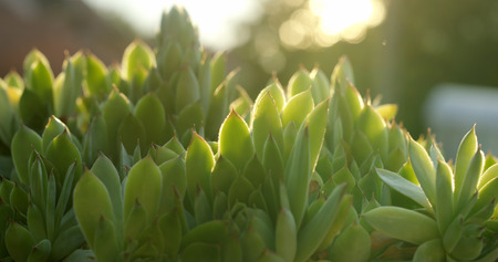 Agave in the sunset time closeupの写真素材