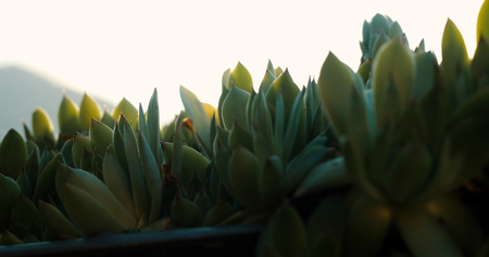 Agave in the sunset time closeupの写真素材