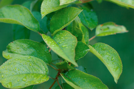 morning fresh drops of transparent rain water on a green leaf