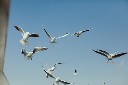 Seagull flying over the seaの写真素材