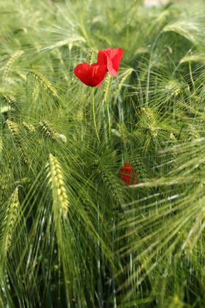poppie in the fieldの写真素材