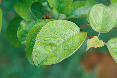 morning fresh drops of transparent rain water on a green leafの写真素材