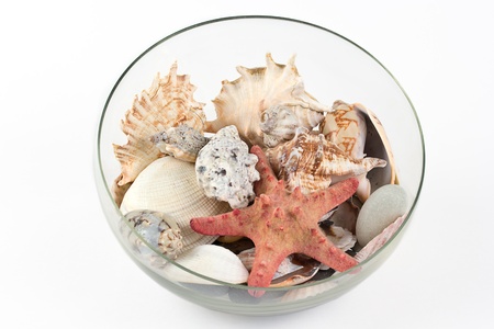 A vase filled with seashellsの写真素材