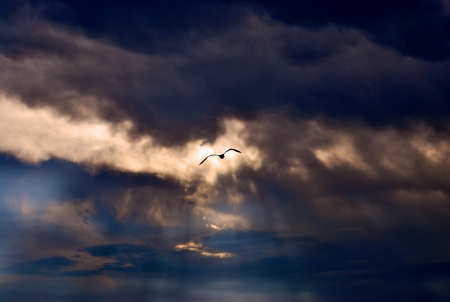 evening sky with the sea gull の写真素材