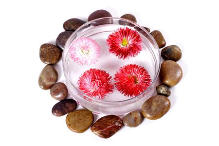 SPA composition: stones and naianting daisies.の写真素材