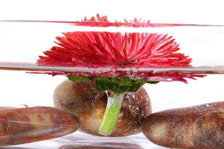 SPA composition: stones and naianting daisies.の写真素材