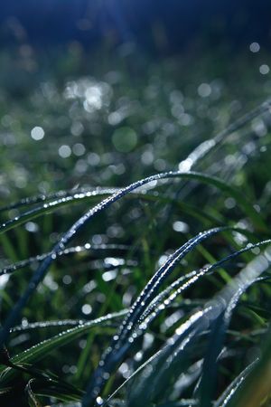 Morning dew on a humid meadow.の写真素材