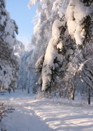 Snow covered fir branch.の写真素材