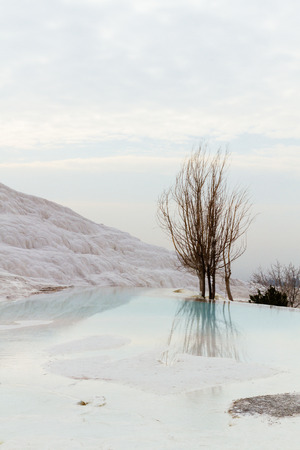 View of a tree by the white travertine limestone mountain and pool of Pamukkale, Turkeyの写真素材