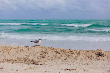 A seagull on beach by ocean waves in Miami Beach, Miami, Florida, USAの写真素材