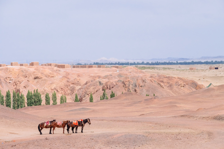 Horses in the middle of gobi desert at the historical site of Yang Pass, in Yangguan, Gansu, Chinaのeditorial素材