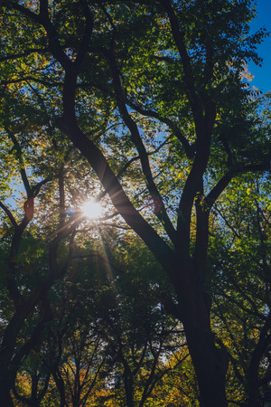 Upward view of sun shining through canopy of trees in autumn, in Central Park of New York City, USAの写真素材