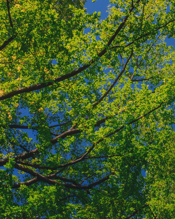Upward view of canopy of trees with green and yellow autumn leaves on branches against clear blue skyの写真素材