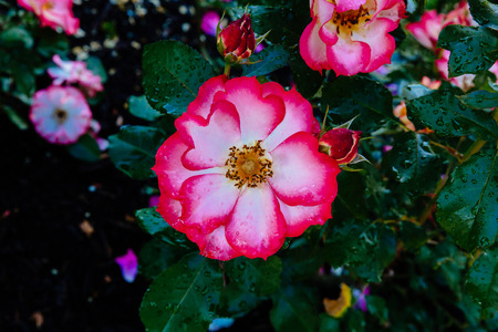 Close-up of pink roses with rain drops over dark green leavesの写真素材