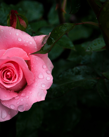 Close-up of half pink rose with rain drops over blurred dark green leaves backgroundの写真素材