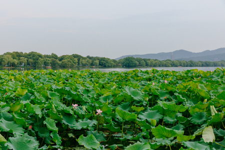 View of landscape of West Lake with hills and lotus leaves, in Hangzhou, Chinaの写真素材
