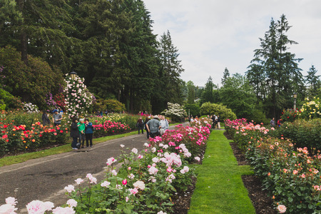 May 21, 2016 - Portland, Oregon, USA: Locals viewing roses at International Rose Test Gardenのeditorial素材