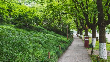 Path among trees in park by West Lake, in Hangzhou, Chinaの写真素材