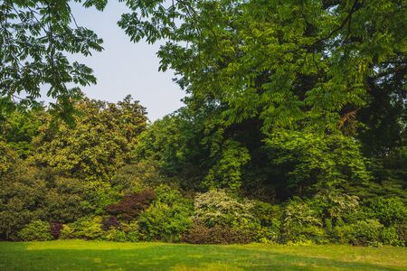Lawn and trees in park near West Lake, in Hangzhou, Chinaの写真素材
