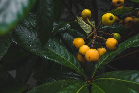 Close up of ripe loquat fruits on branches  between dark green leaves with rain dropsの写真素材