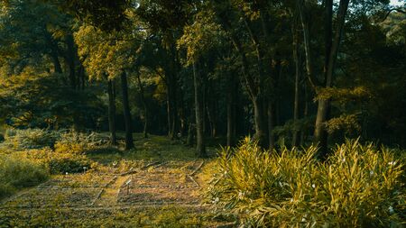 Landscape of woods in warm sunlight near Hangzhou Botanical Garden in Hangzhou, Zhejiang, Chinaの写真素材