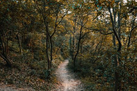 Footpath in woods on Beigao Peak in Hangzhou, Zhejiang, Chinaの写真素材