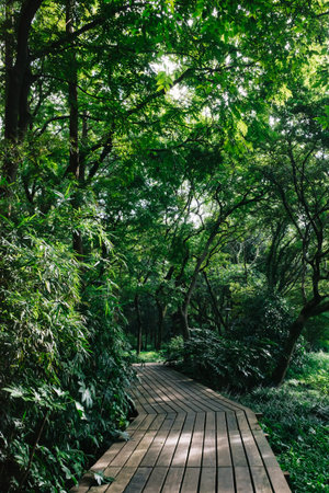 Path in woods in West Lake scenic area in Hangzhou, China