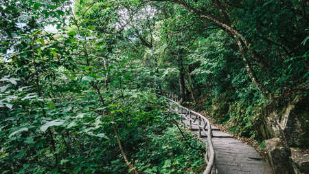 Footpath among trees on top of Wugong Mountain in Jiangxi, Chinaの写真素材